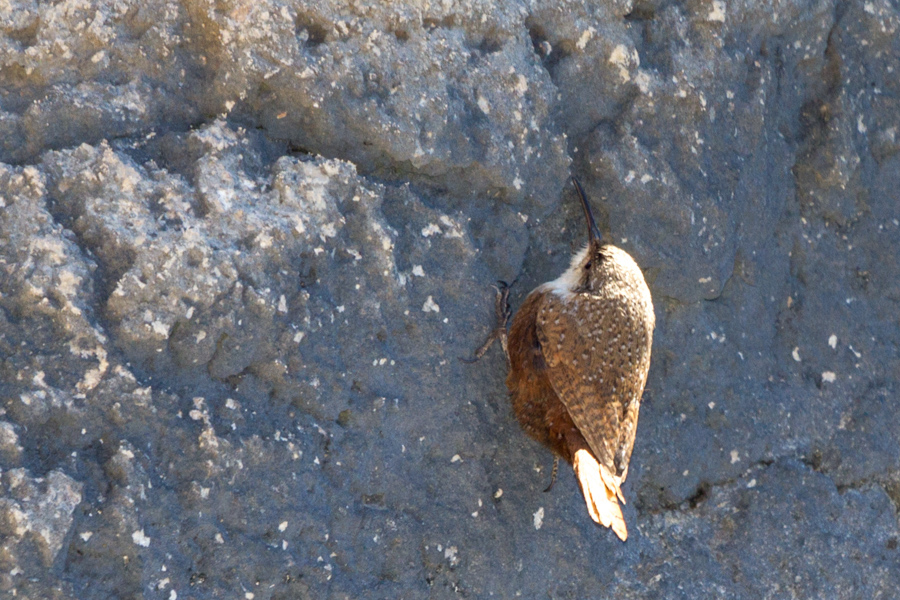 Canyon Wren