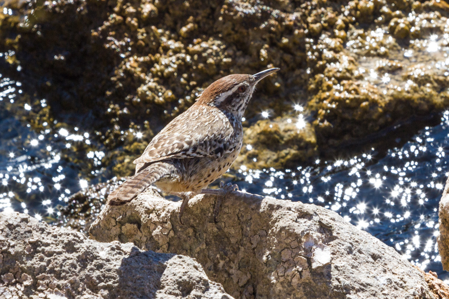 Cactus Wren