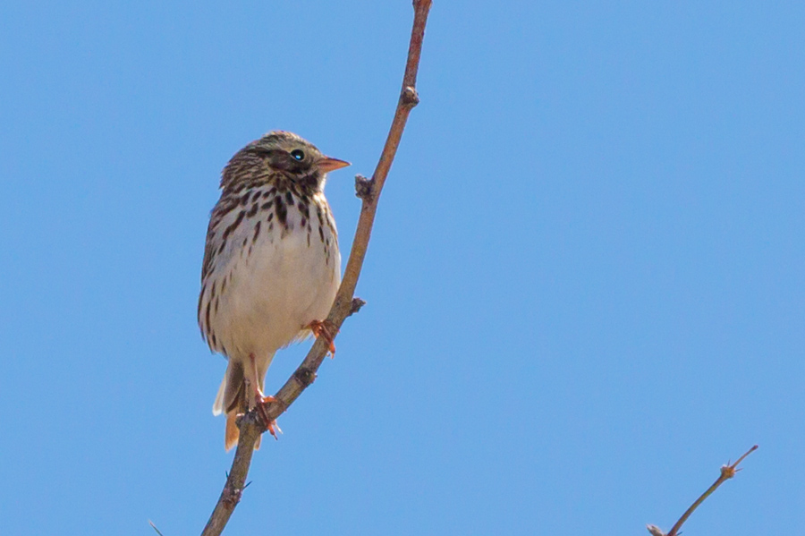 Lincoln\'s Sparrow