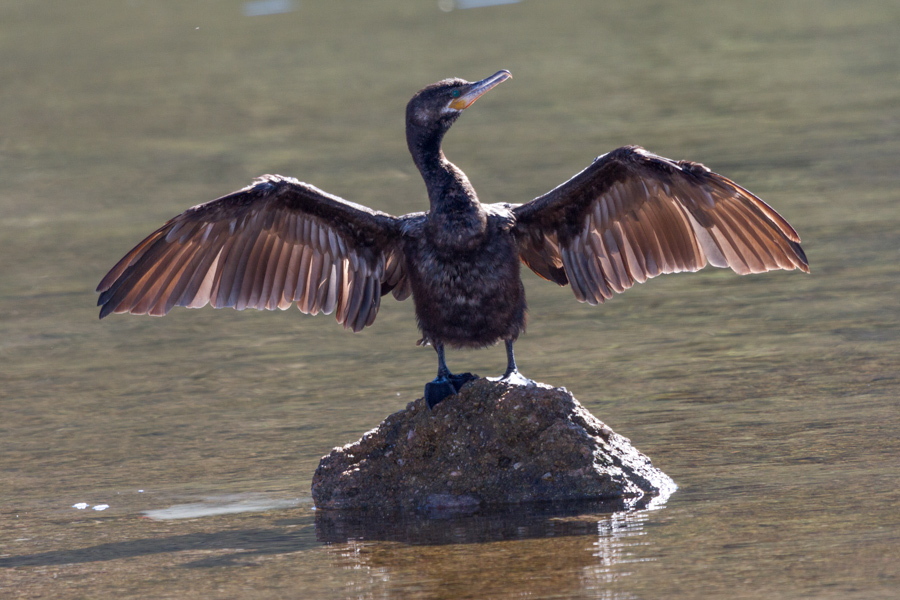 Neotropic Cormorant