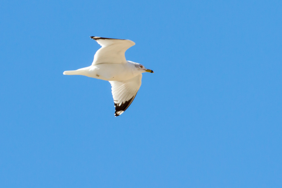 Ring-billed Gull