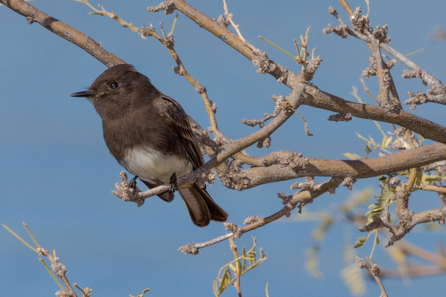 Black Phoebe