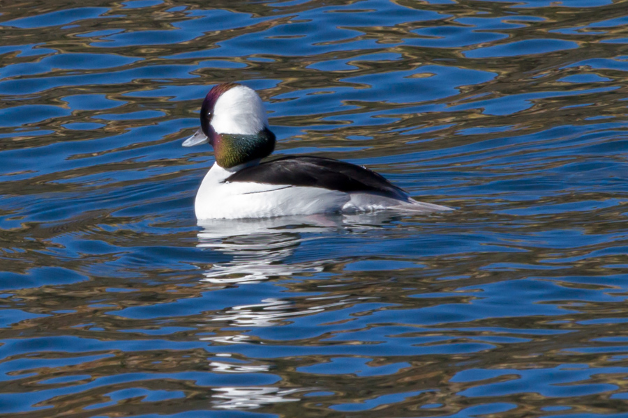 Bufflehead