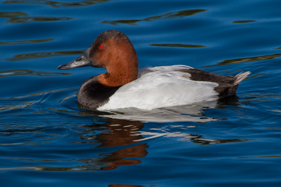 Canvasback