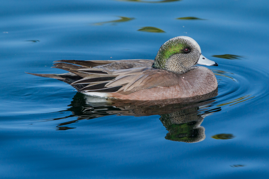 American Wigeon