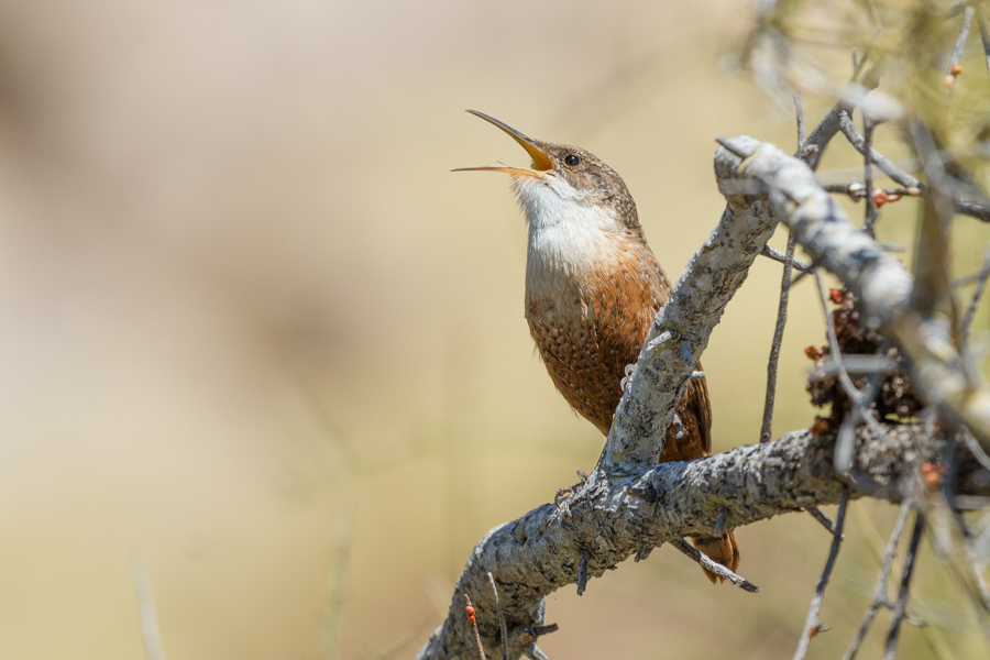 Canyon Wren