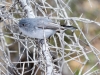 Blue-gray Gnatcatcher