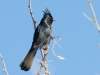 Phainopepla