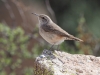 Rock Wren