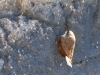 Canyon Wren