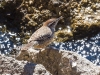 Cactus Wren