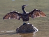 Neotropic Cormorant