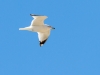 Ring-billed Gull