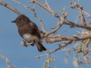 Black Phoebe