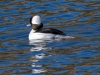 Bufflehead