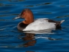 Canvasback