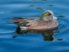 American Wigeon