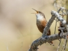 Canyon Wren