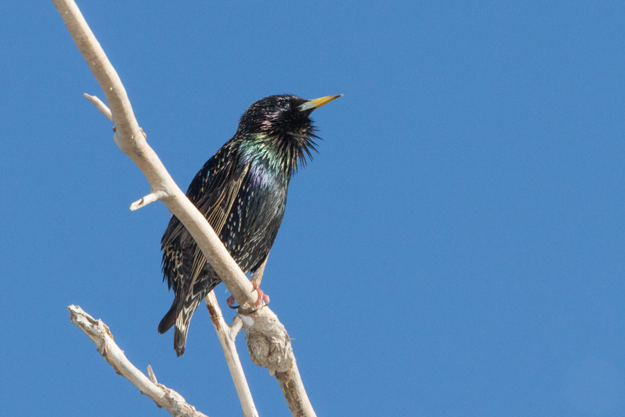 European Starling