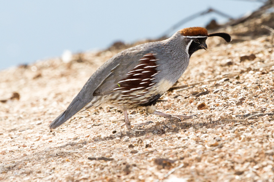 Gambel\'s quail