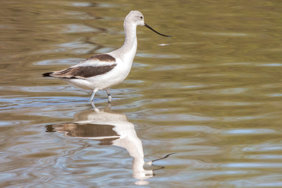 American Avocet