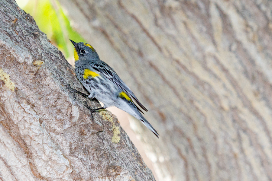 Yellow-rumped Warbler