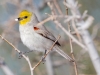 Verdin