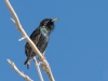 European Starling