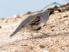 Gambel's quail