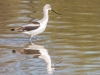 American Avocet