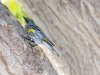 Yellow-rumped Warbler