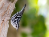 Black-and-white Warbler