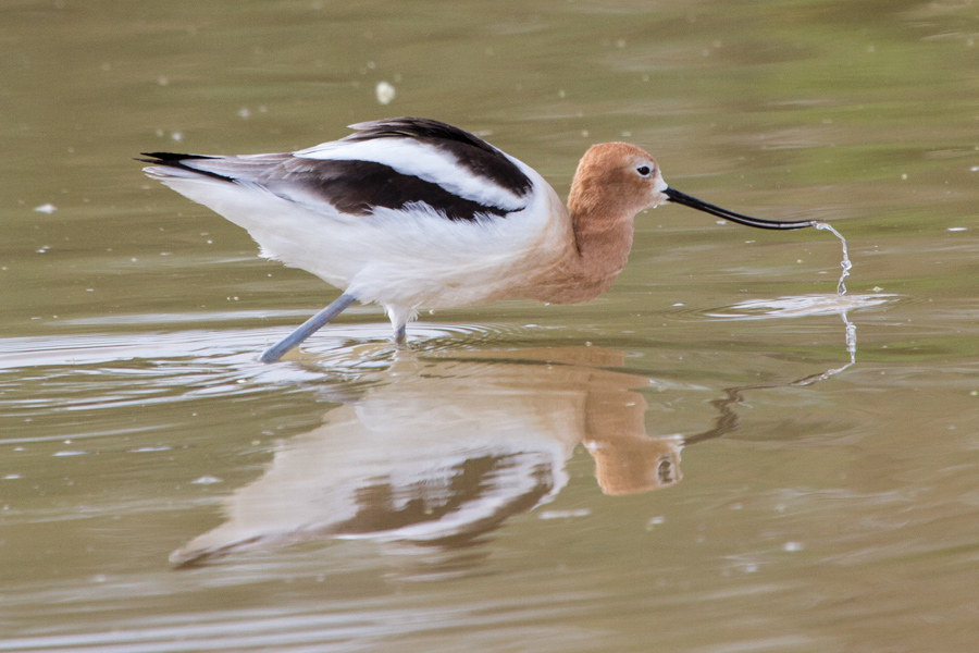 American Avocet