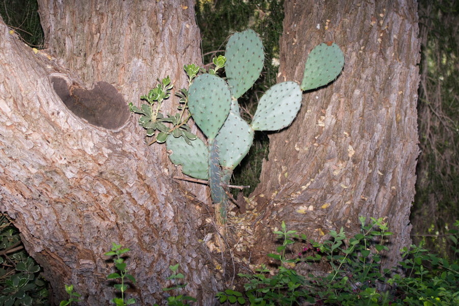 Cactus