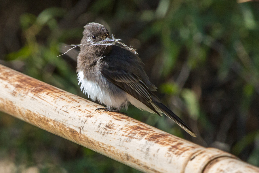 Black Phoebe