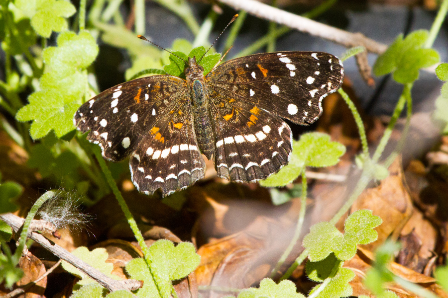 Texan Crescent