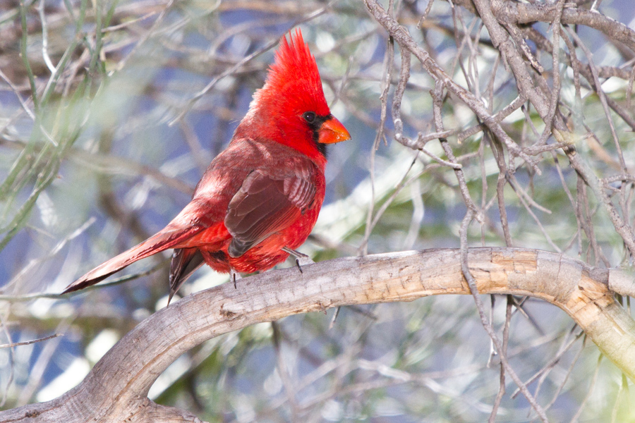 Northern Cardinal