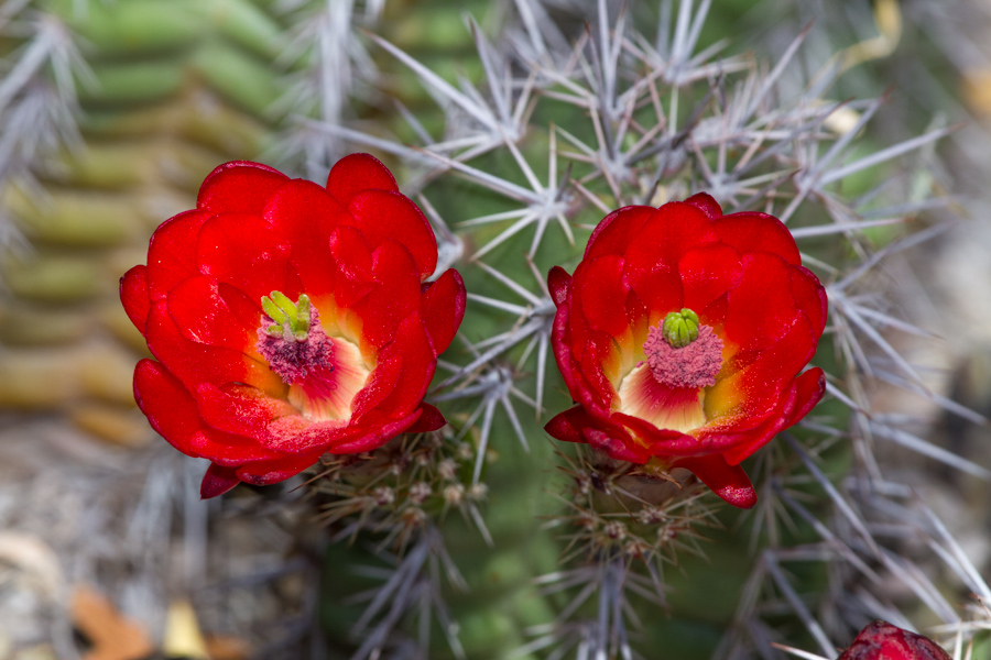 Cactus Flower