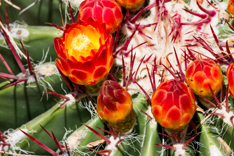 Cactus Flower