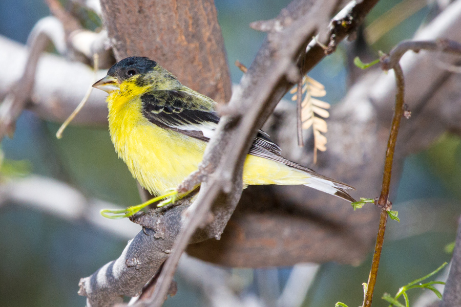 Lesser Goldfinch