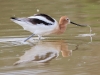 American Avocet