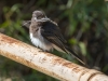 Black Phoebe