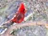 Northern Cardinal