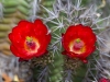 Cactus Flower