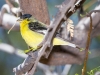 Lesser Goldfinch