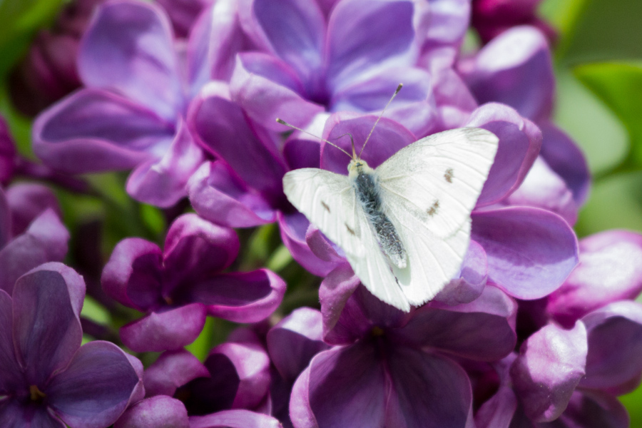 Cabbage White Butterfly