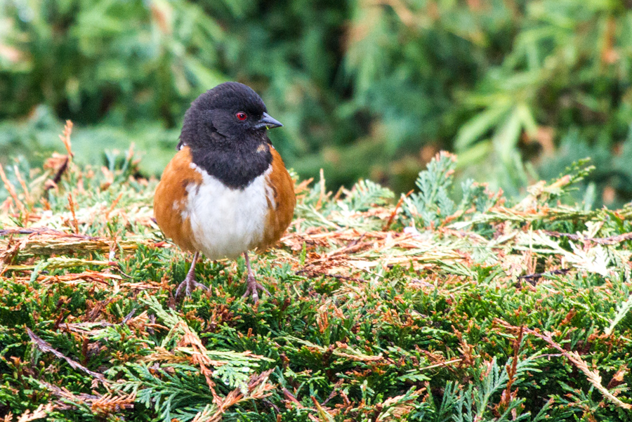 Spotted Towhee