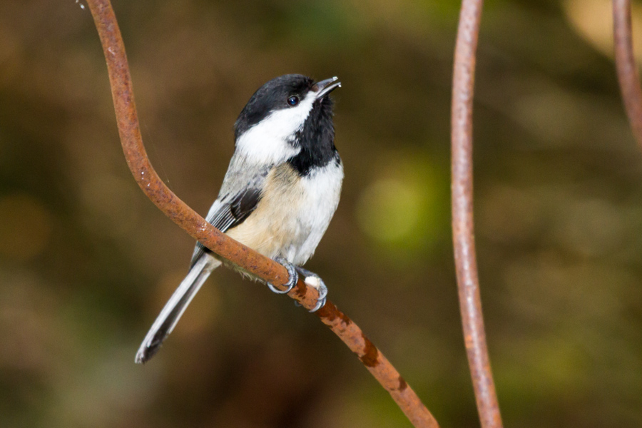 Black-capped Chickadee