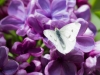 Cabbage White Butterfly