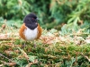 Spotted Towhee